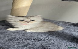 Persian cats for sale: Persian Kittens for Sale – Fluffy Bundles of Joy - Image 15
