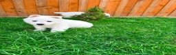 White Swiss Shepherd dogs for sale: White Swiss Shepherd puppies - Advert 2
