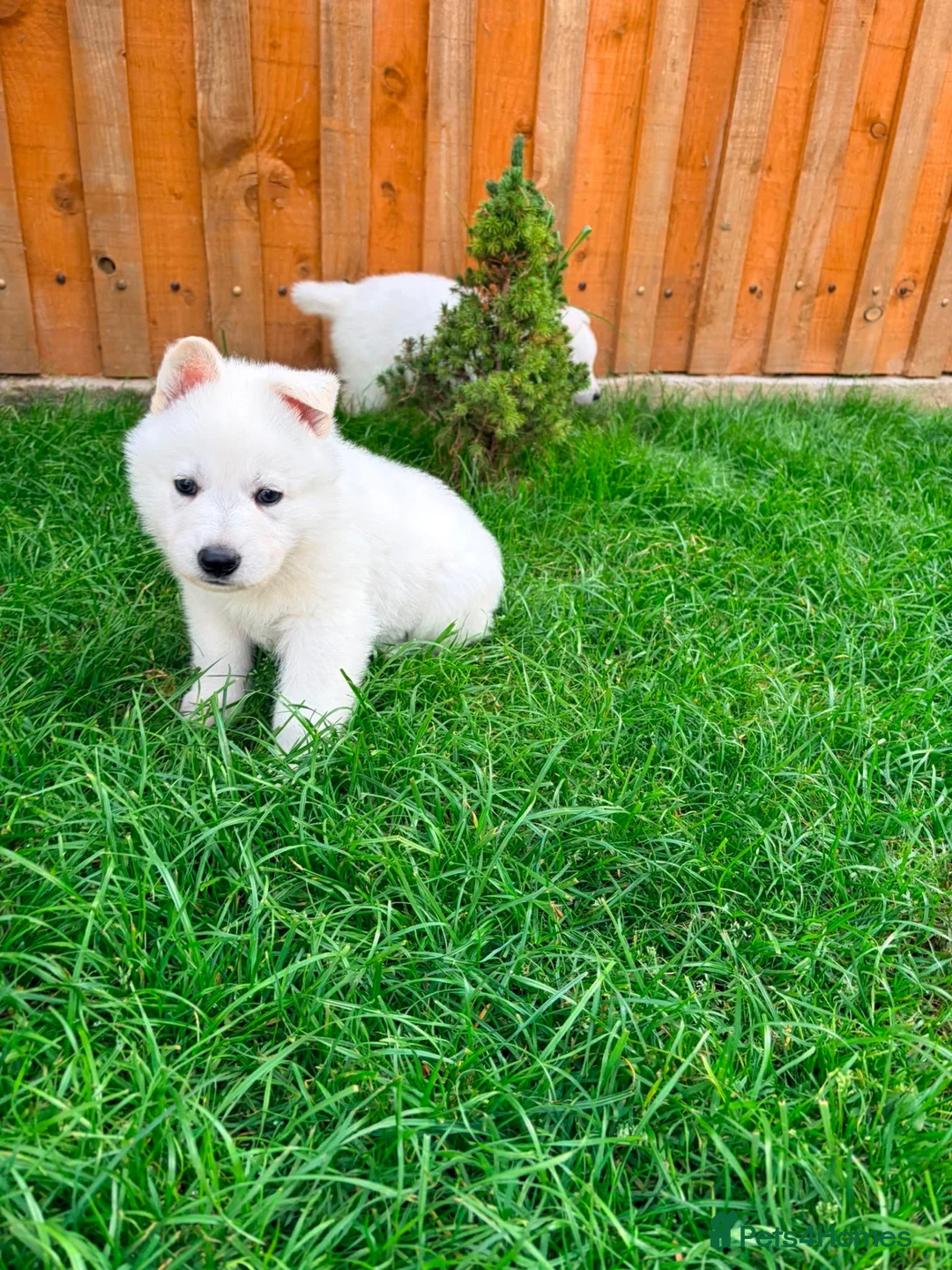 White Swiss Shepherd dogs for sale: White Swiss Shepherd puppies - Advert 2