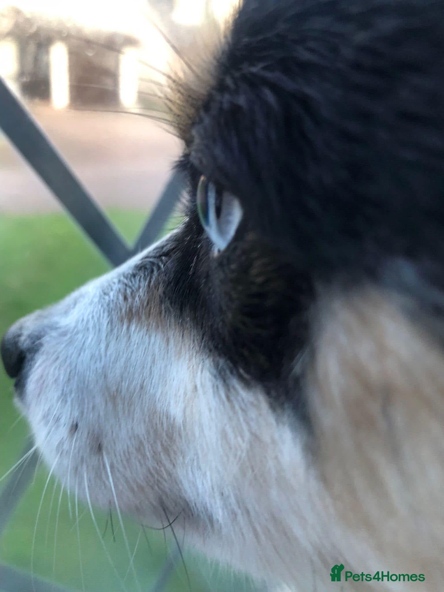 Mixed Breed dogs 3 year old spayed Pomsky - Advert 1