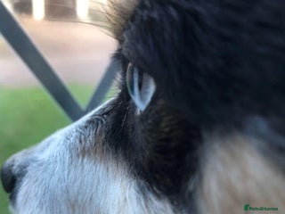 Mixed Breed dogs 3 year old spayed Pomsky - Advert 1