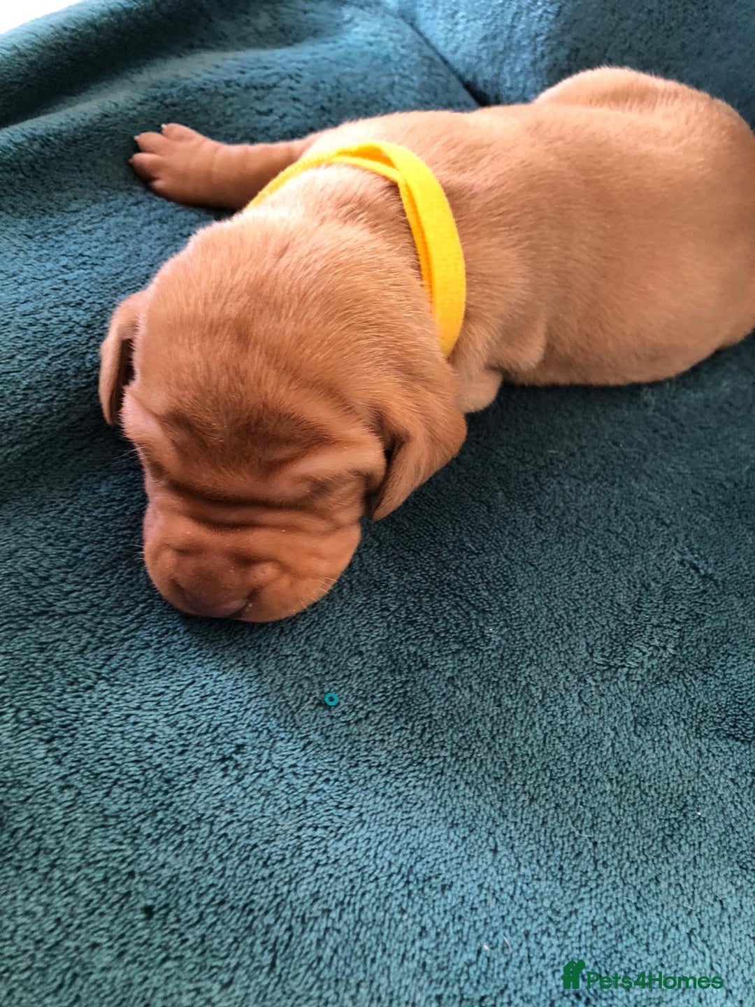 Hungarian Vizsla dogs for sale: Playfull and cheeky hungarian vizsla puppies  - Advert 26