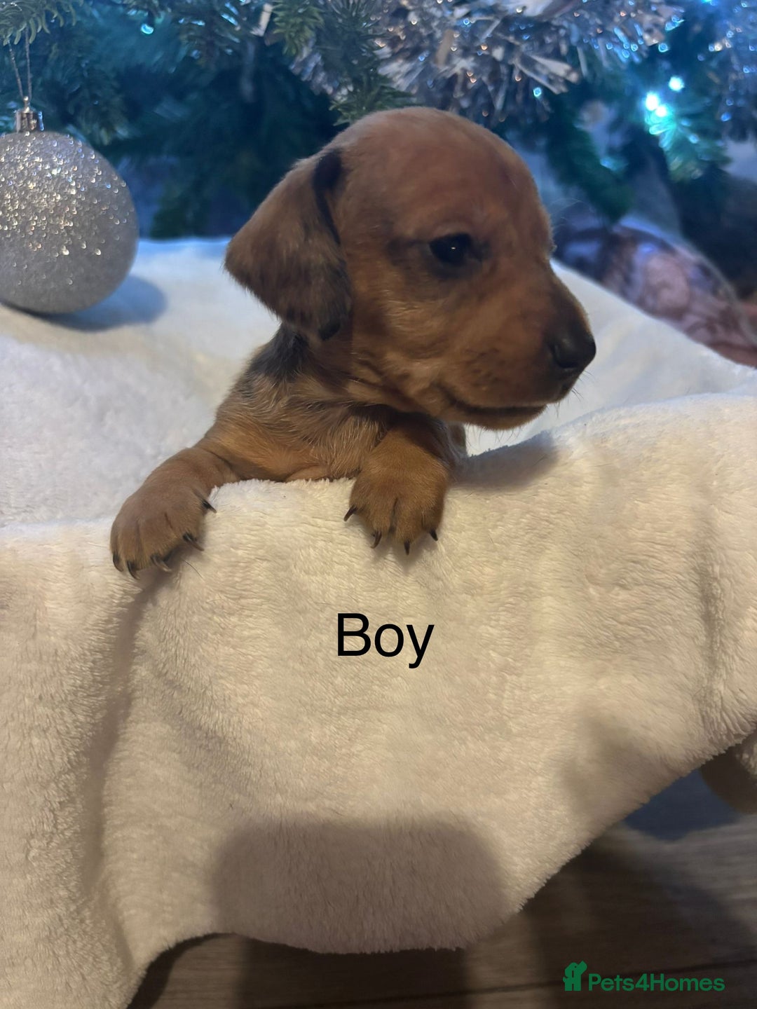 Miniature Dachshund dogs for sale: Miniature dachshunds  - Advert 4