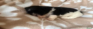 Havanese Puppy 5