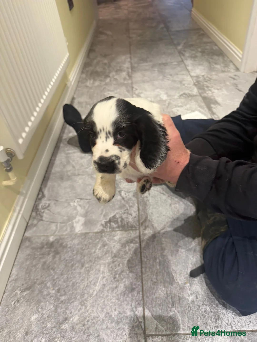 Cocker Spaniel dogs for sale: OUTSTANDING ADORABLE SHOW TYPE COCKER SPANIEL  - Advert 28