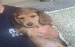 Miniature Dachshund dogs for sale: Miniature long hair shaded cream - Image 1