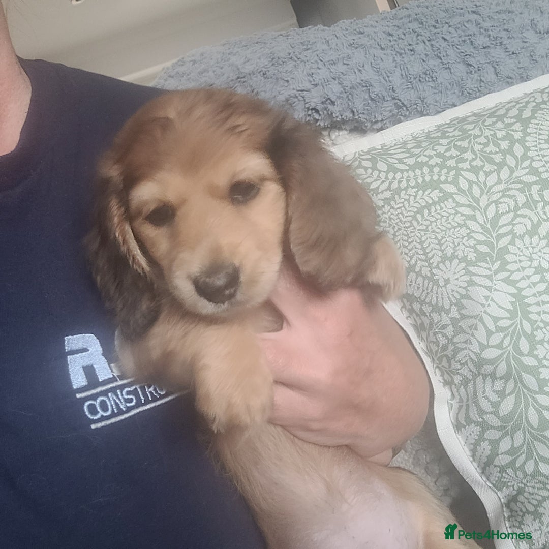Miniature Dachshund dogs for sale: Miniature long hair shaded cream - Image 1