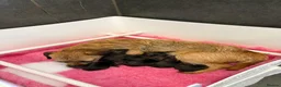 Border Terrier dogs for sale: ⭐ KC REG SLEM CLEAR BORDER TERRIER PUPPIES ⭐  - Advert 5