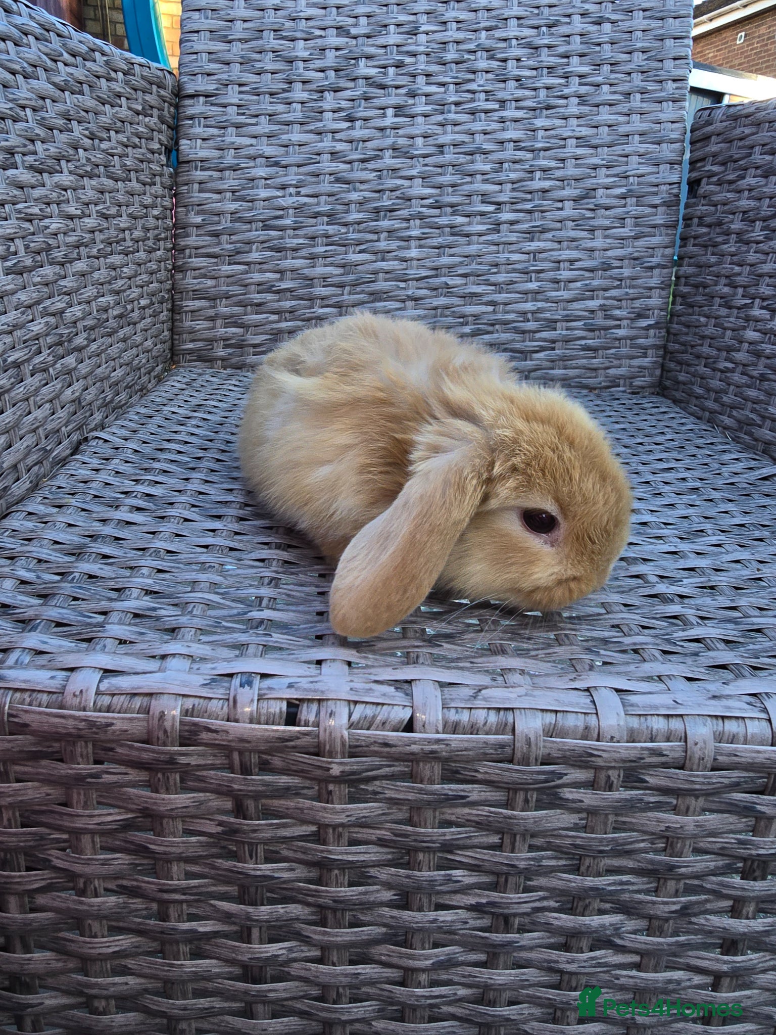 Mini Lion Lop rabbits Bany mini lop and lionheads - Advert 2