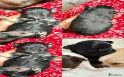 Chihuahua dogs for sale: Long Haired Applehead puppies - Advert 17
