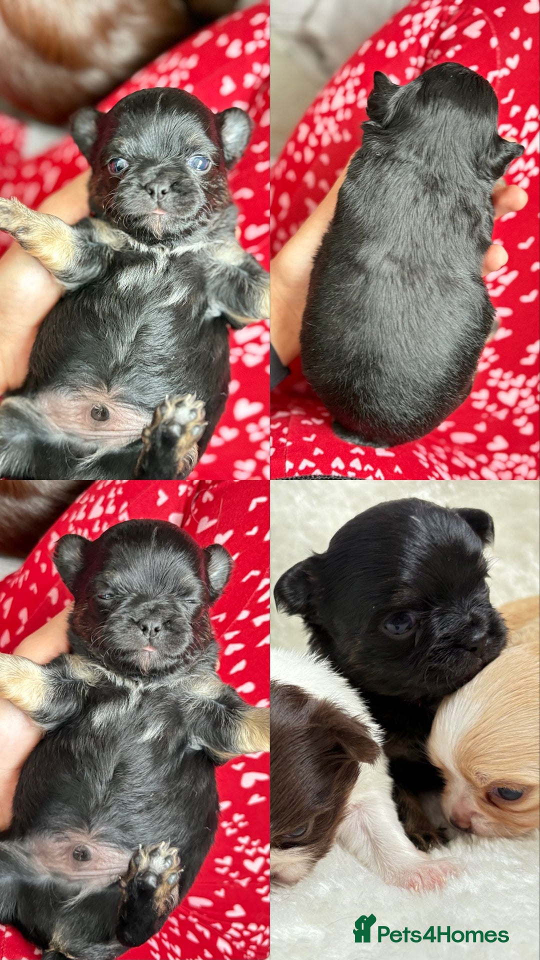 Chihuahua dogs for sale: Long Haired Applehead puppies - Advert 17