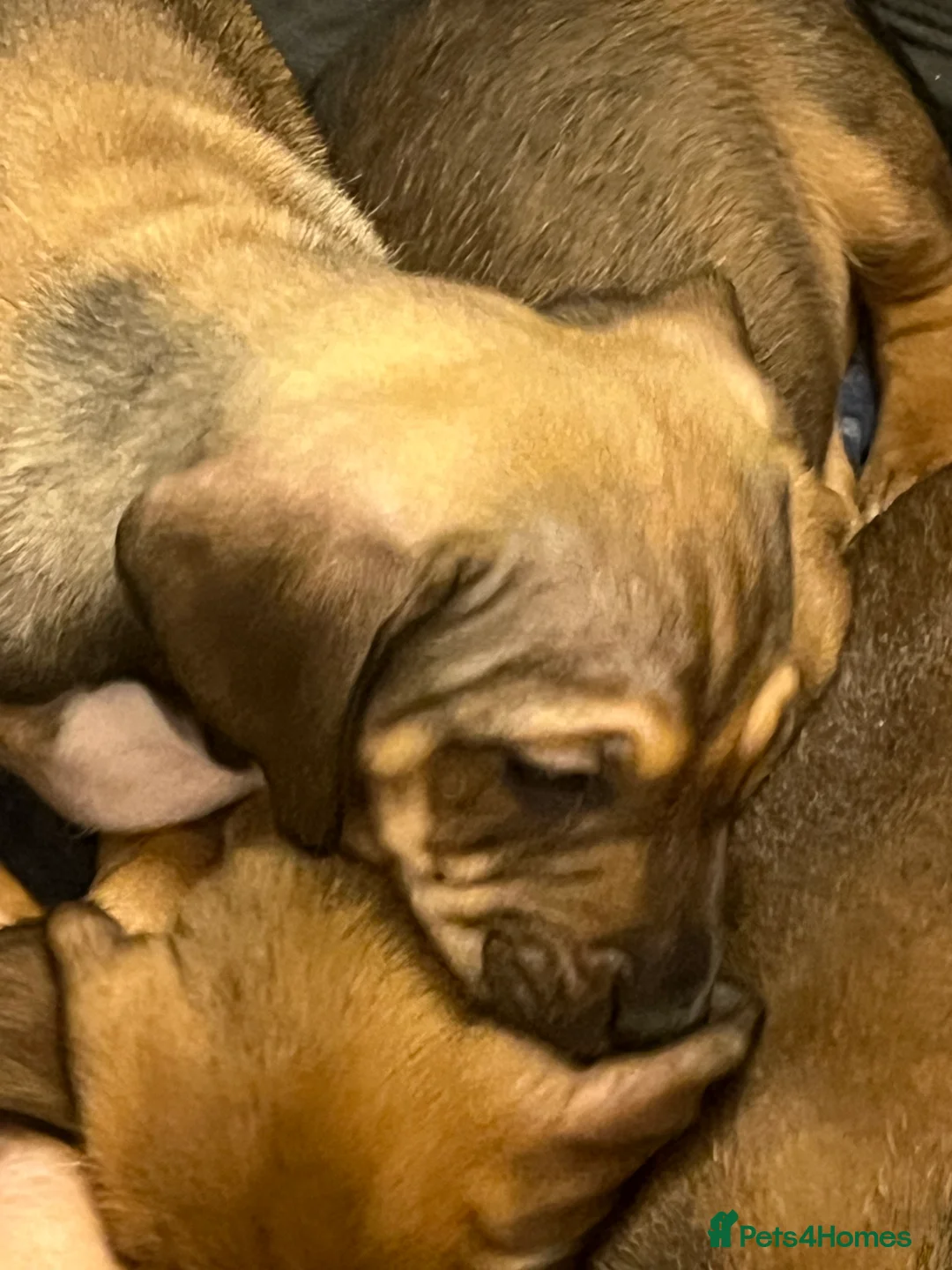 Jackshund dogs for sale: Four beautiful girls ready for their forever home  in Milford Haven - Advert 2