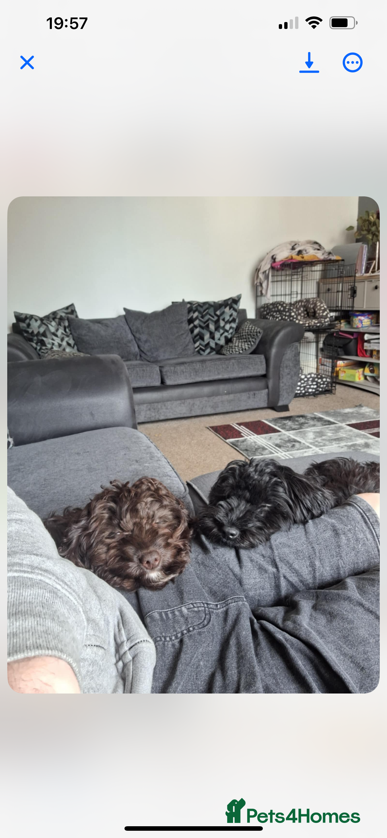 Cockapoo dogs cockapoos for rehoming. 16 months  - Advert 12