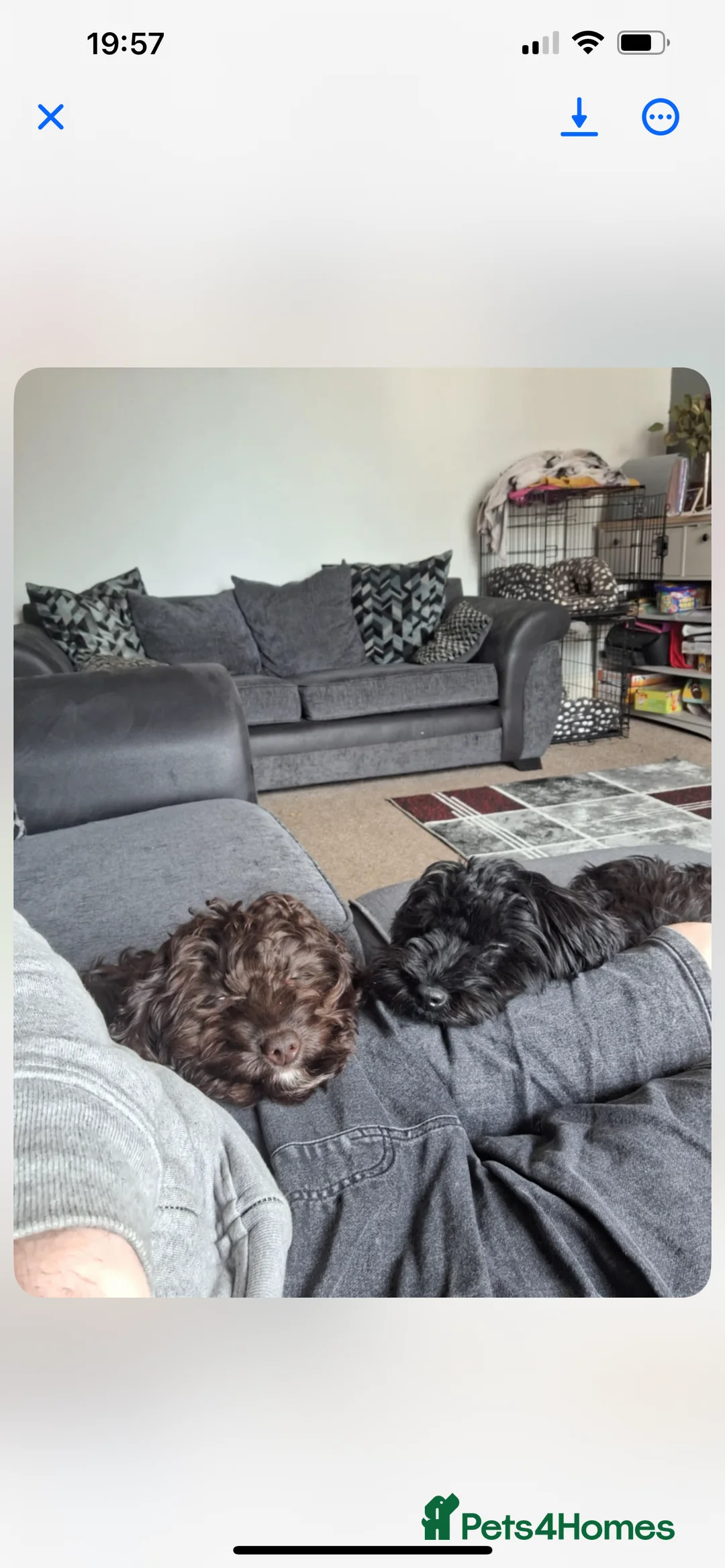 Cockapoo dogs for sale: cockapoos for rehoming. 16 months  - Advert 1