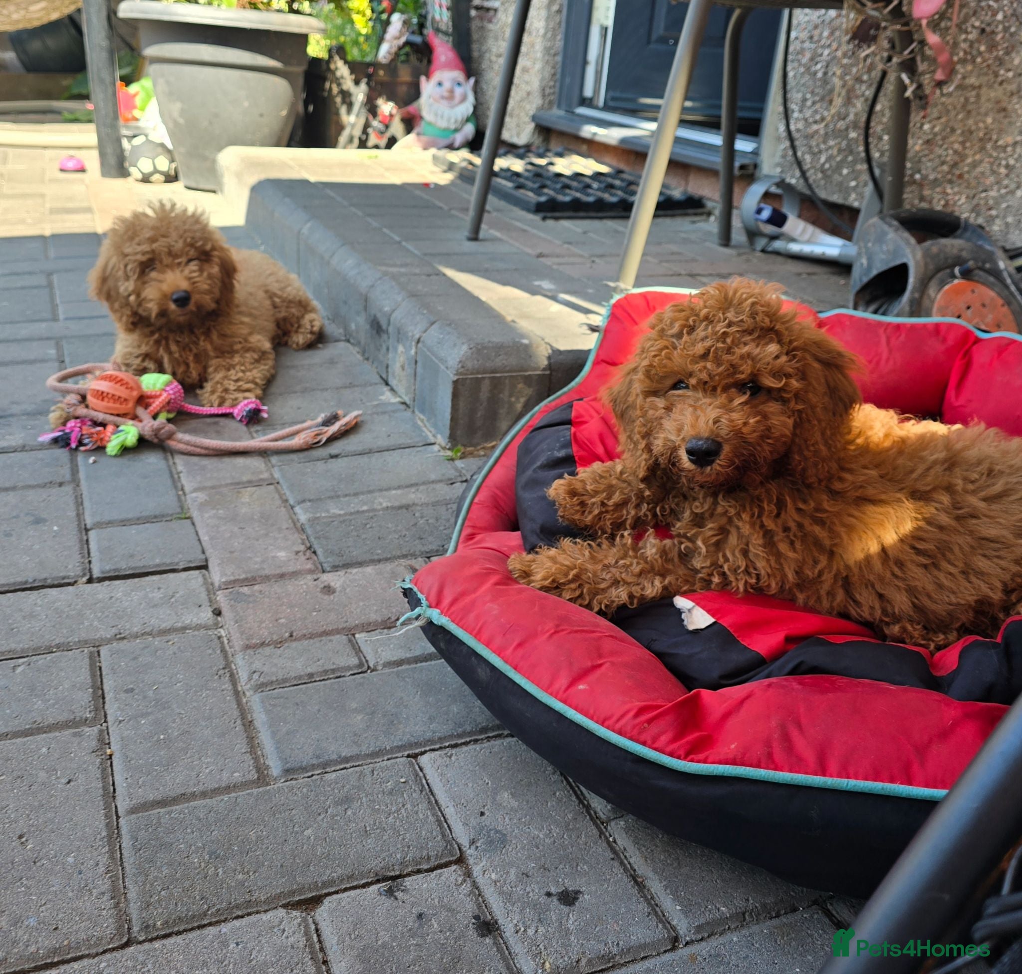 Cavapoo dogs BOYS ONLY cavapoo pups ready to leave  - Advert 1