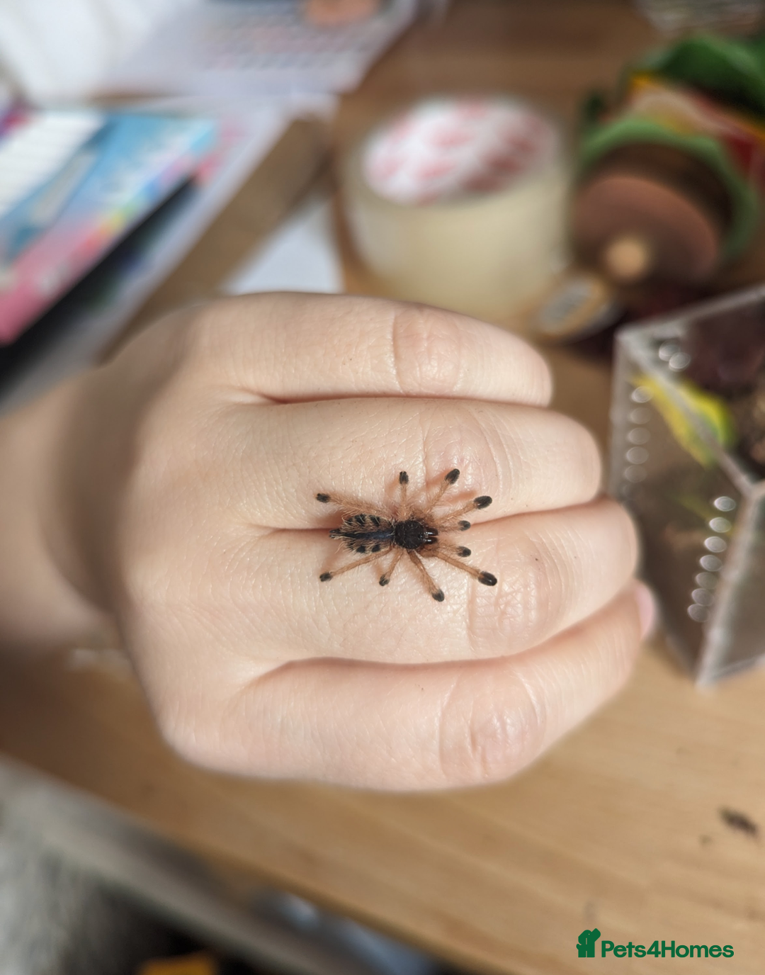 Tarantulas invertebrates for sale: Tarantula Collection - Image 3
