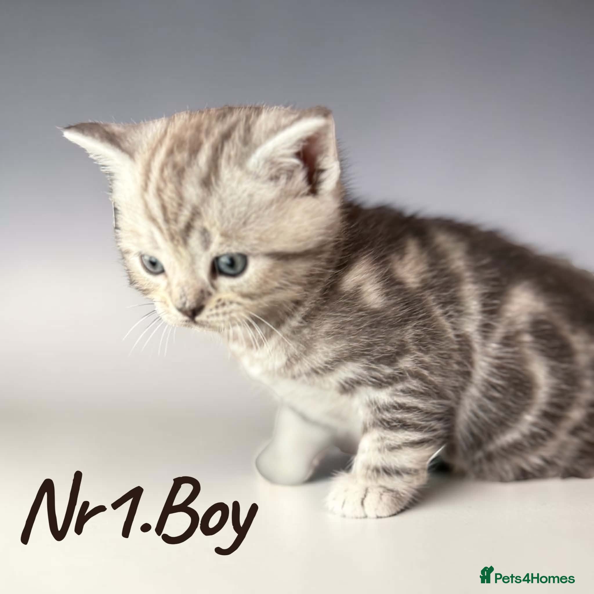 Scottish Fold cats for sale: 6 Pedigree Scottish Fold and Straight Kittens - Advert 10