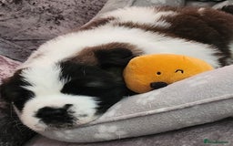 Saint Bernard dogs for sale: 🐾Saint Bernard Puppies🐾 - Image 9