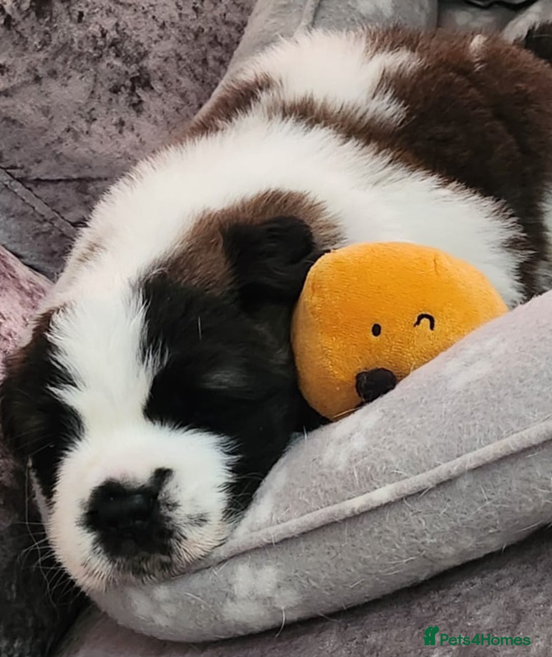 Saint Bernard dogs for sale: 🐾Saint Bernard Puppies🐾 - Image 9
