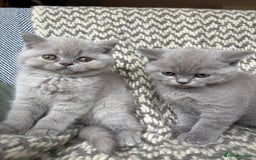 British Shorthair cats for sale: 4 British shorthair kittens ready now  - Image 8