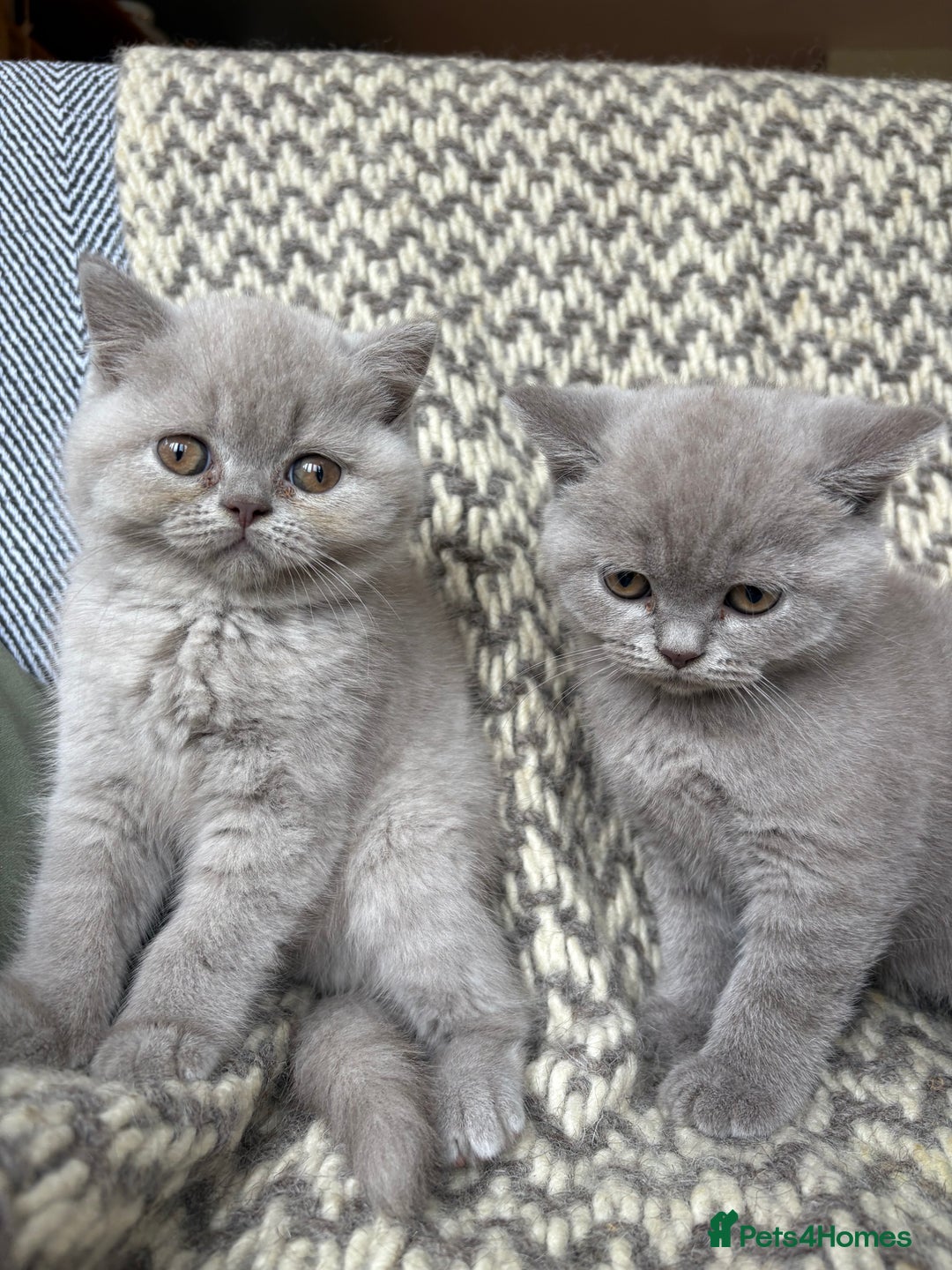 British Shorthair cats for sale: 4 British shorthair kittens ready now  - Image 8