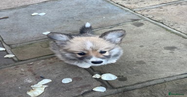 Welsh Corgi Pembroke dogs Captivating Corgis - Advert 8