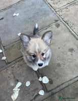 Welsh Corgi Pembroke dogs Captivating Corgis - Advert 7