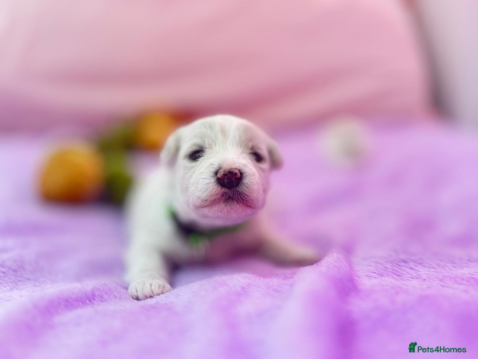Bichon Frise dogs for sale:  💗KC BICHON FRISE PUPPIES – CHAMPION BLOODLINES💗 - Advert 2
