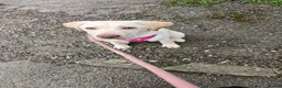 Labrador Retriever dogs for sale: Nyla  - Advert 6