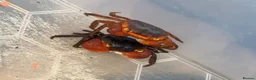 Boa Snake reptiles for sale: Different animals for sale  - Advert 5