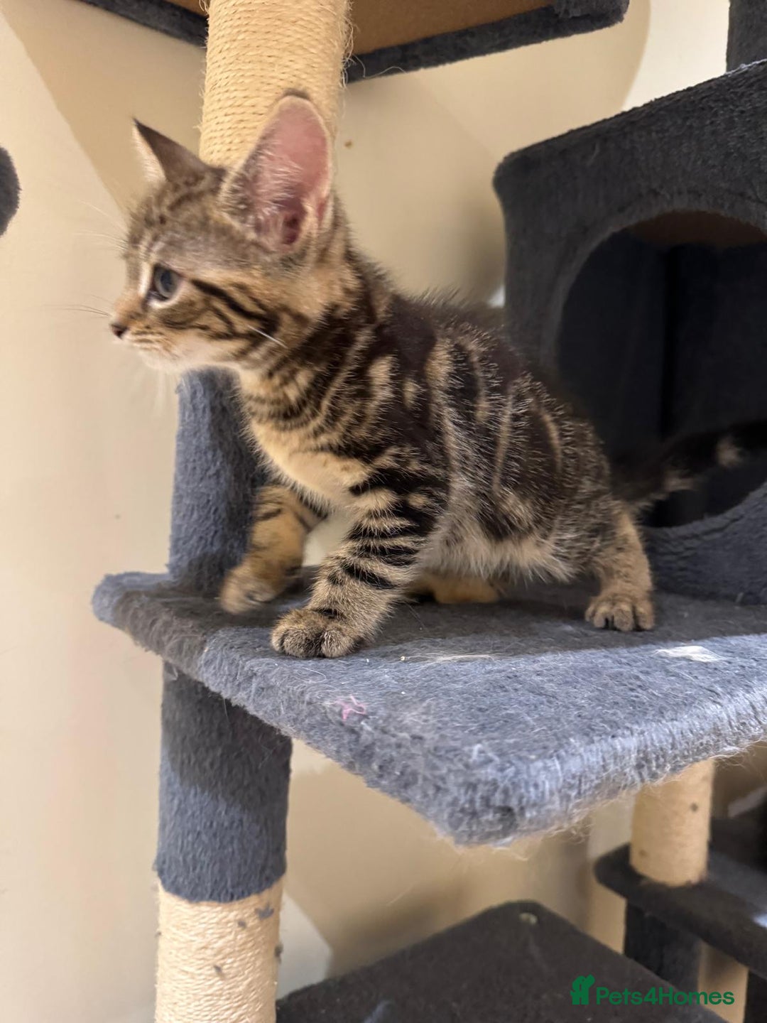 Maine Coon cats for sale: 🐾 Ragdoll × Maine Coon Kittens 🐾 - Image 12