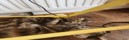 Maine Coon cats for sale: REDUCED due to buyer let down   Ginger girl  - Advert 13