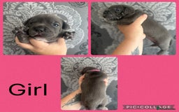 Staffordshire Bull Terrier dogs for sale: Blue and white stafffordshire terrier puppies - Image 3