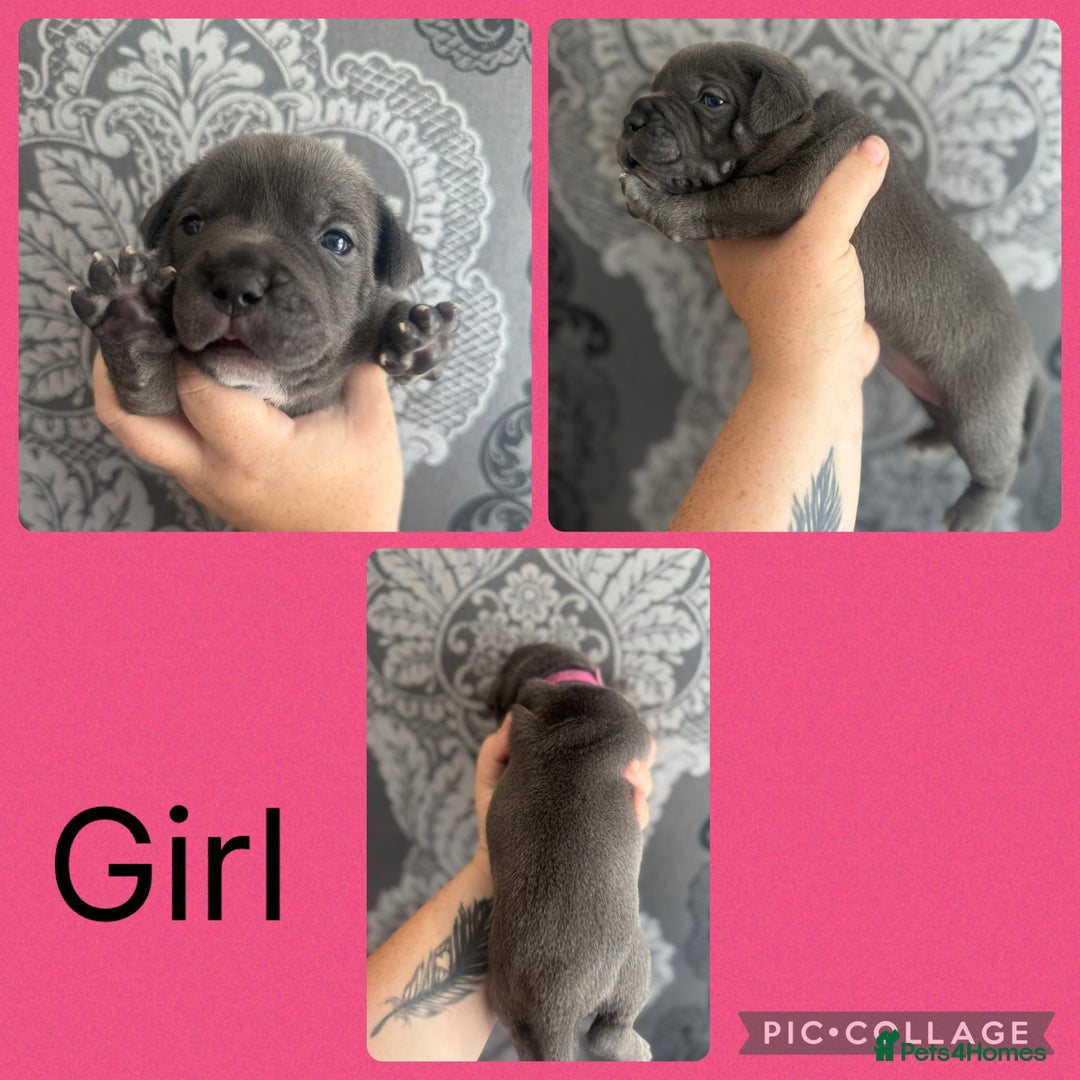 Staffordshire Bull Terrier dogs for sale: Blue and white stafffordshire terrier puppies - Image 3