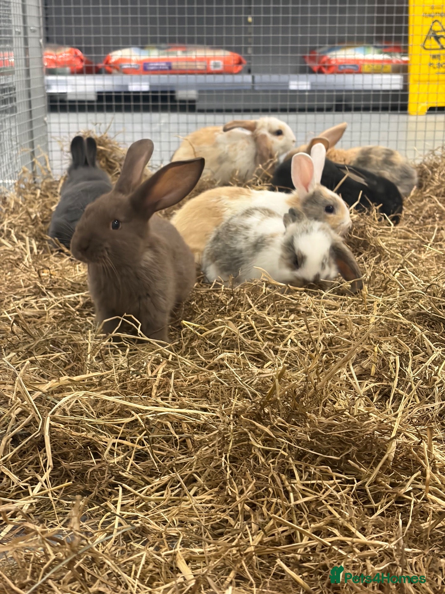 Mixed Breed rabbits Stunning Baby Dwarf Lop & Lionhead Bunnies  - Advert 1