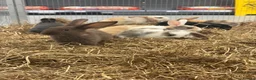 Mixed Breed rabbits for sale: Stunning Baby Dwarf Lop & Lionhead Bunnies  - Advert 1