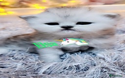 Persian cats for sale: Pure chinchilla Persian  - Image 5