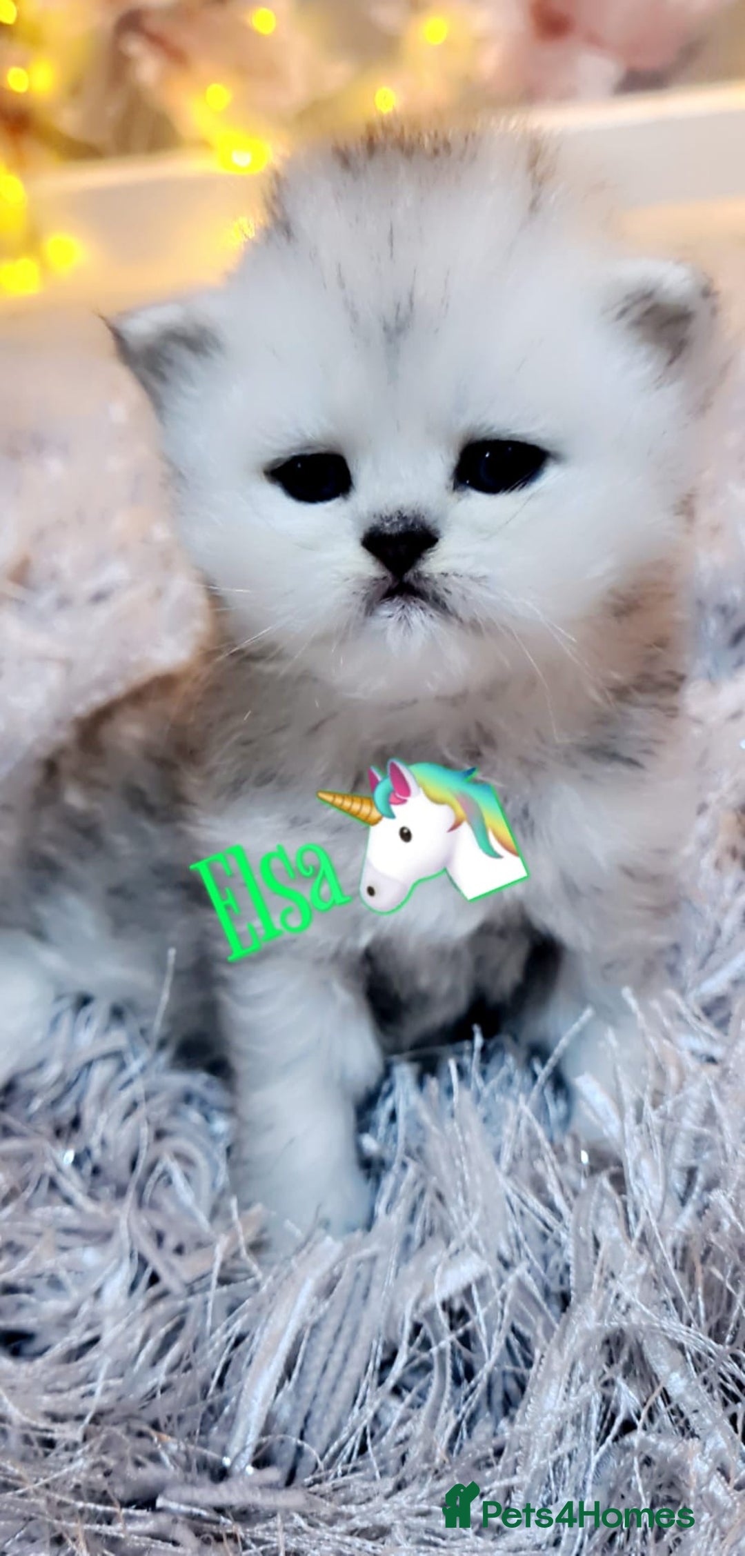 Persian cats for sale: Pure chinchilla Persian  - Image 5