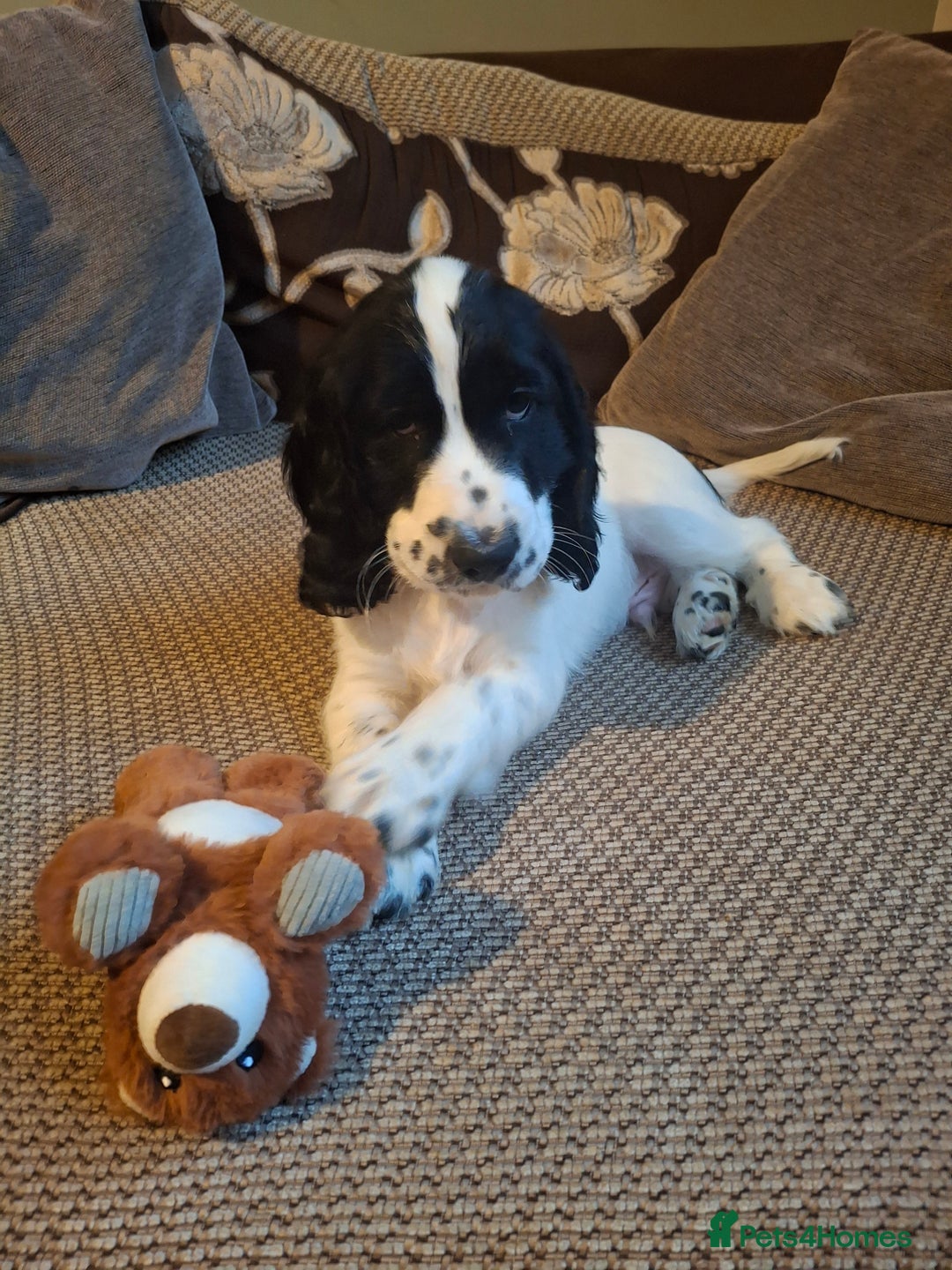 Cocker Spaniel dogs for sale: Our last pup - Ready now - KC Reg cocker spaniel! - Advert 9