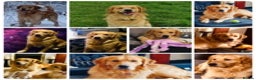 Golden Retriever dogs for stud: health tested golden retriever stud, large litters in Bury Saint Edmunds - Advert 9