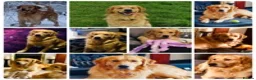 Golden Retriever dogs for stud: health tested golden retriever stud, large litters in Bury Saint Edmunds - Advert 9