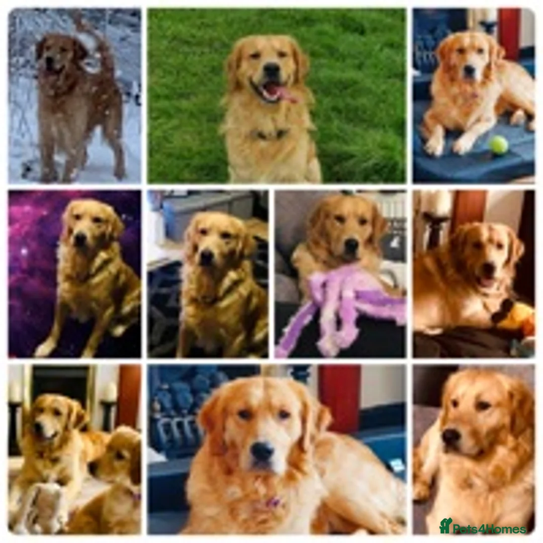 Golden Retriever dogs for stud: health tested golden retriever stud, large litters in Bury Saint Edmunds - Advert 9