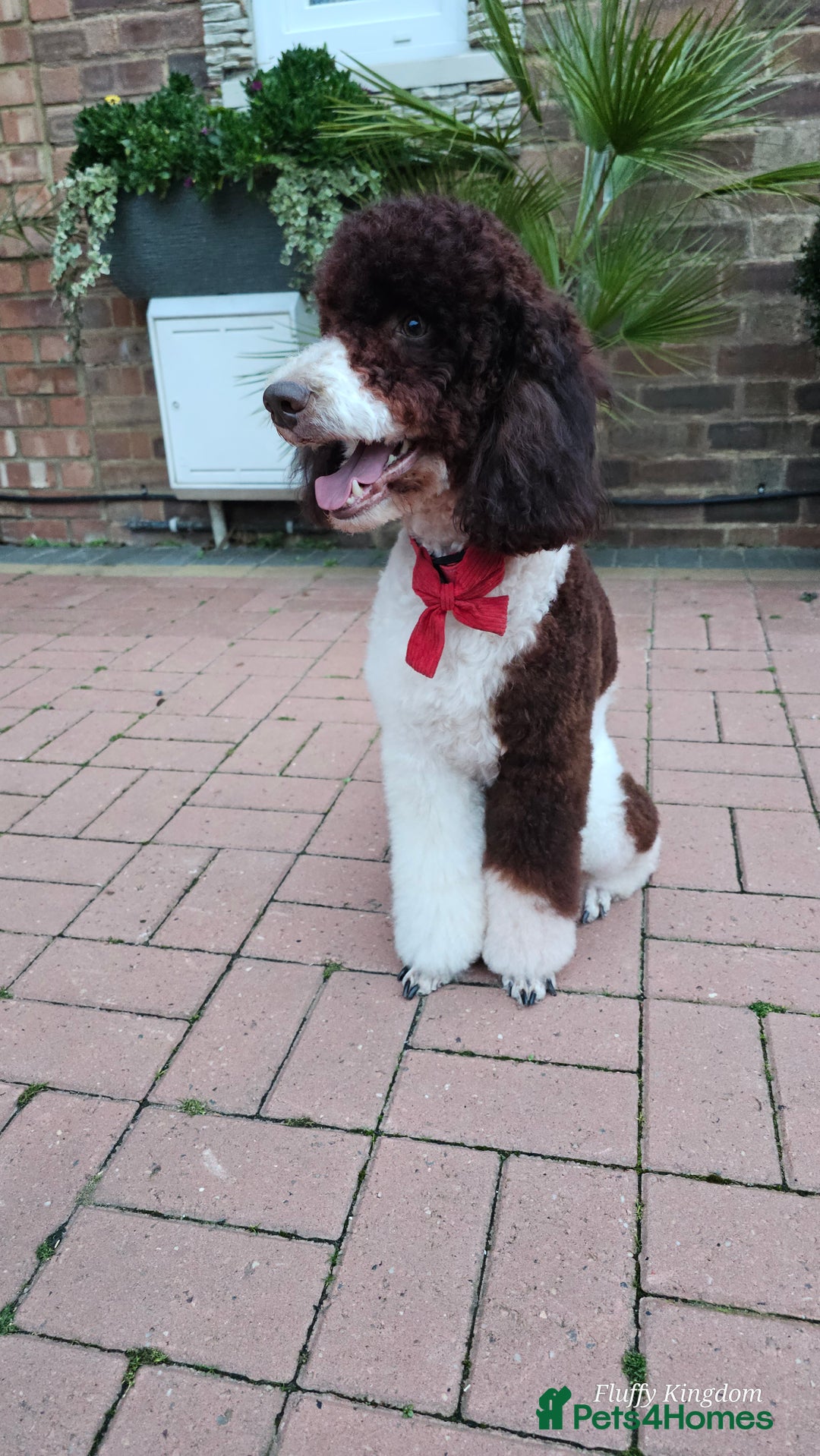 Miniature Poodle dogs for stud: Stunning Fully health tests Poodle - Advert 21