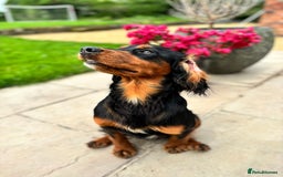 Cocker Spaniel dogs for stud: KC registered Champion bred working cocker  in Middlewich - Image 18