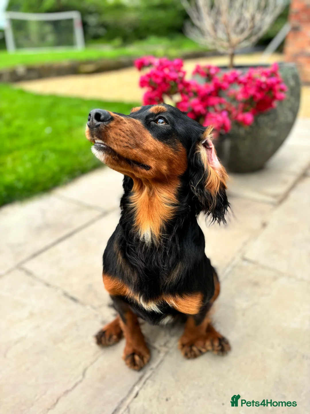 Cocker Spaniel dogs for stud: KC registered Champion bred working cocker  in Middlewich - Advert 18