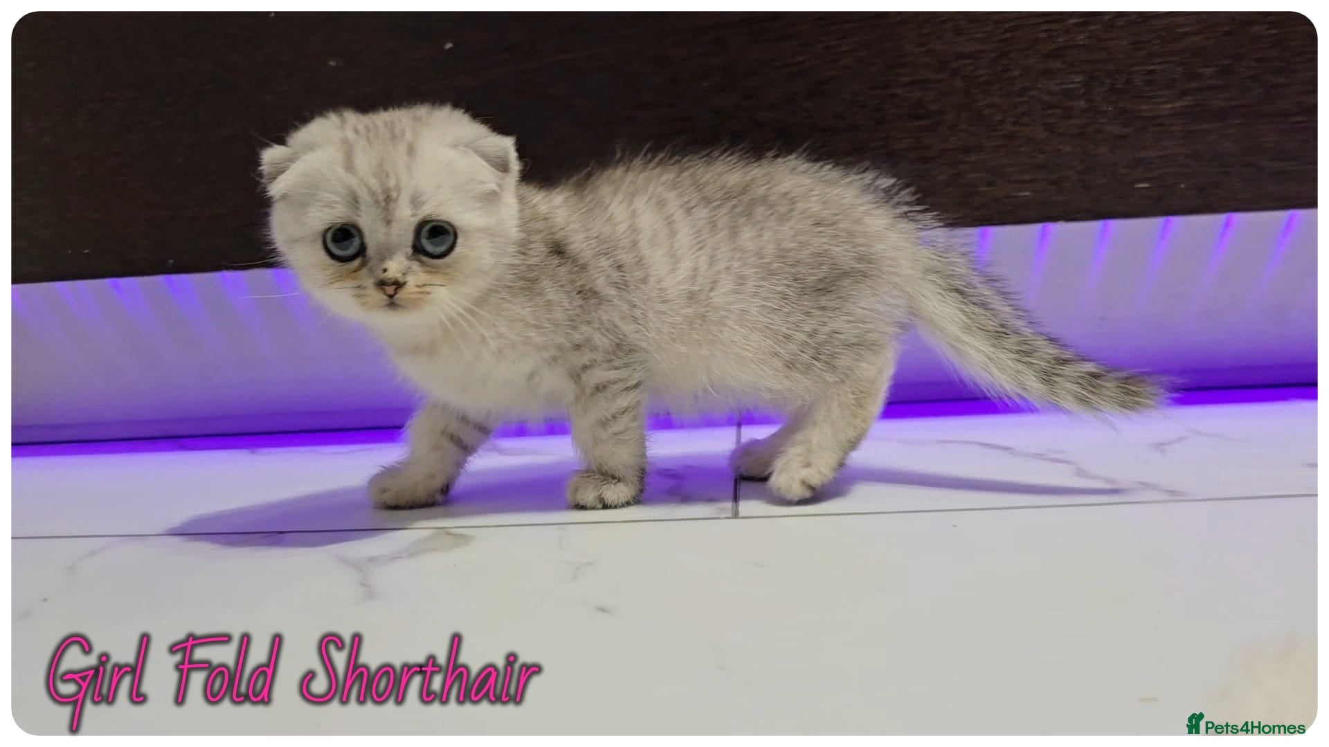 Scottish Fold cats Scotish fold kittens - Advert 1