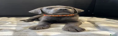 Mr Orange collar Charcoal Boy  🧡🖤