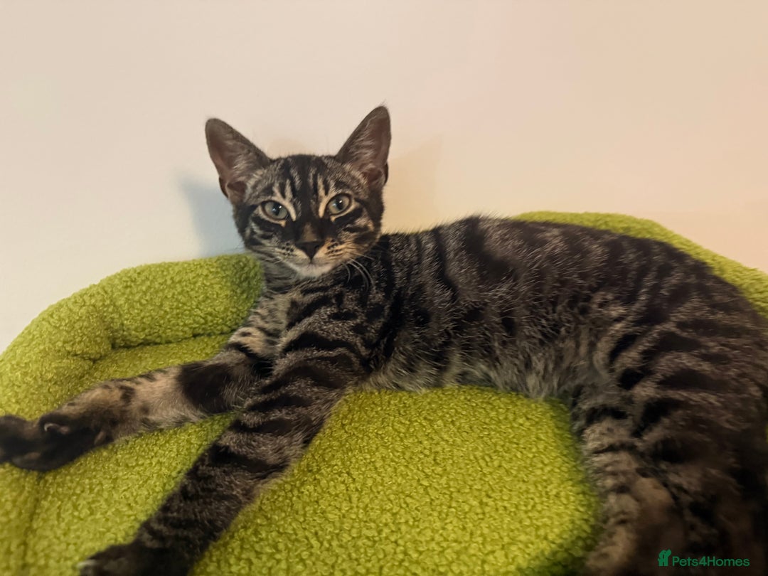 Bengal cats for sale: Rory the bengal - Image 5