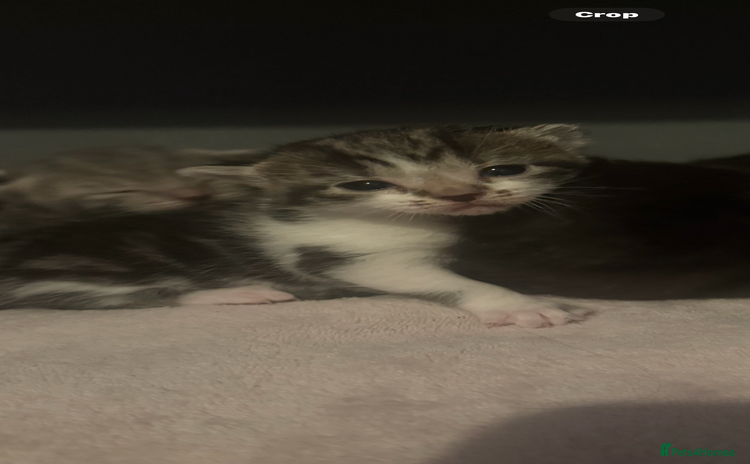 British Shorthair cats - Advert 1