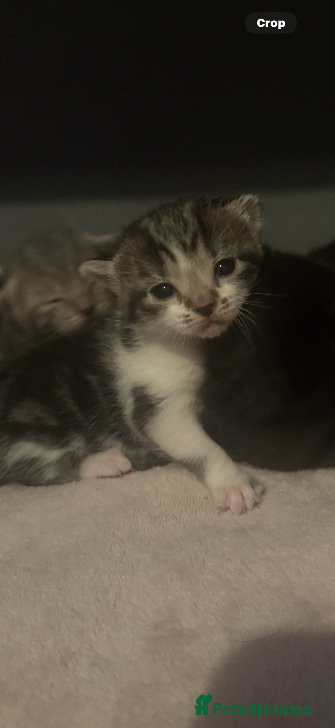 British Shorthair cats for sale: Kittens  - Image 1